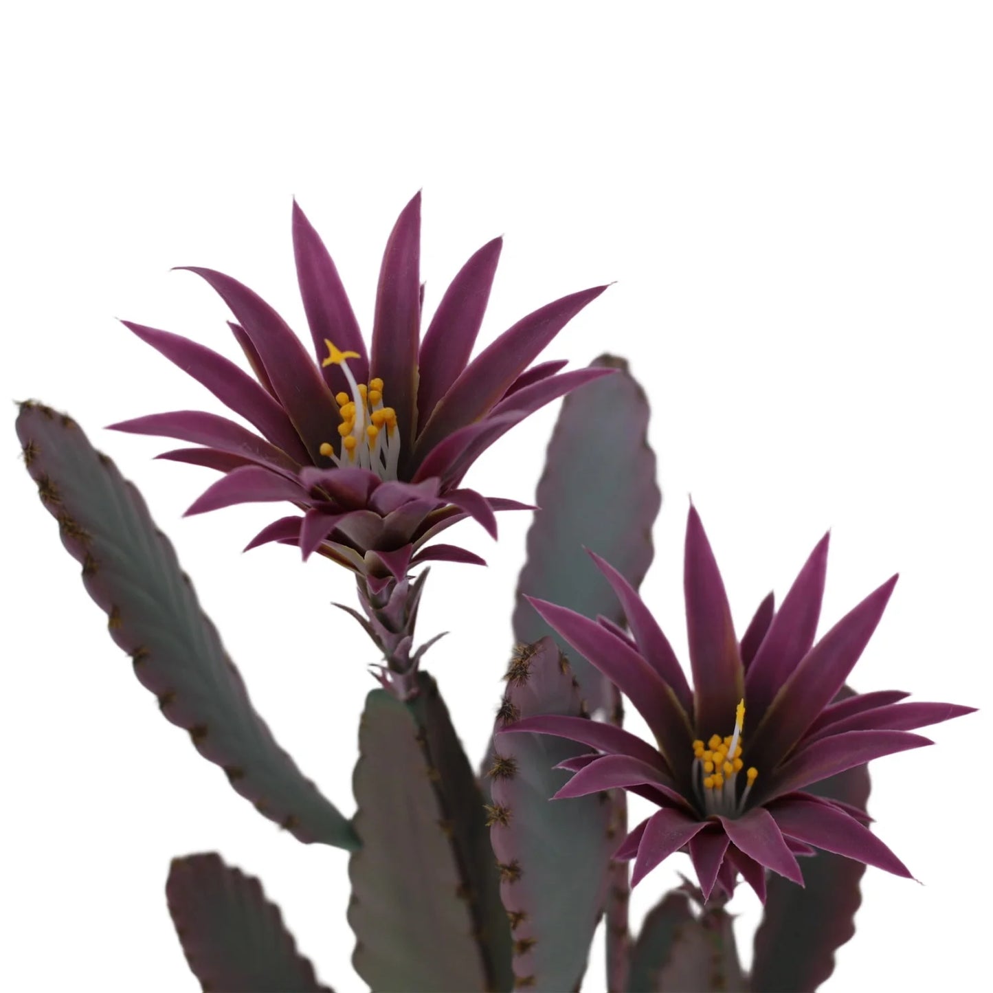 HiMISS Artificial Cactus Plant With Planter For Home Garden