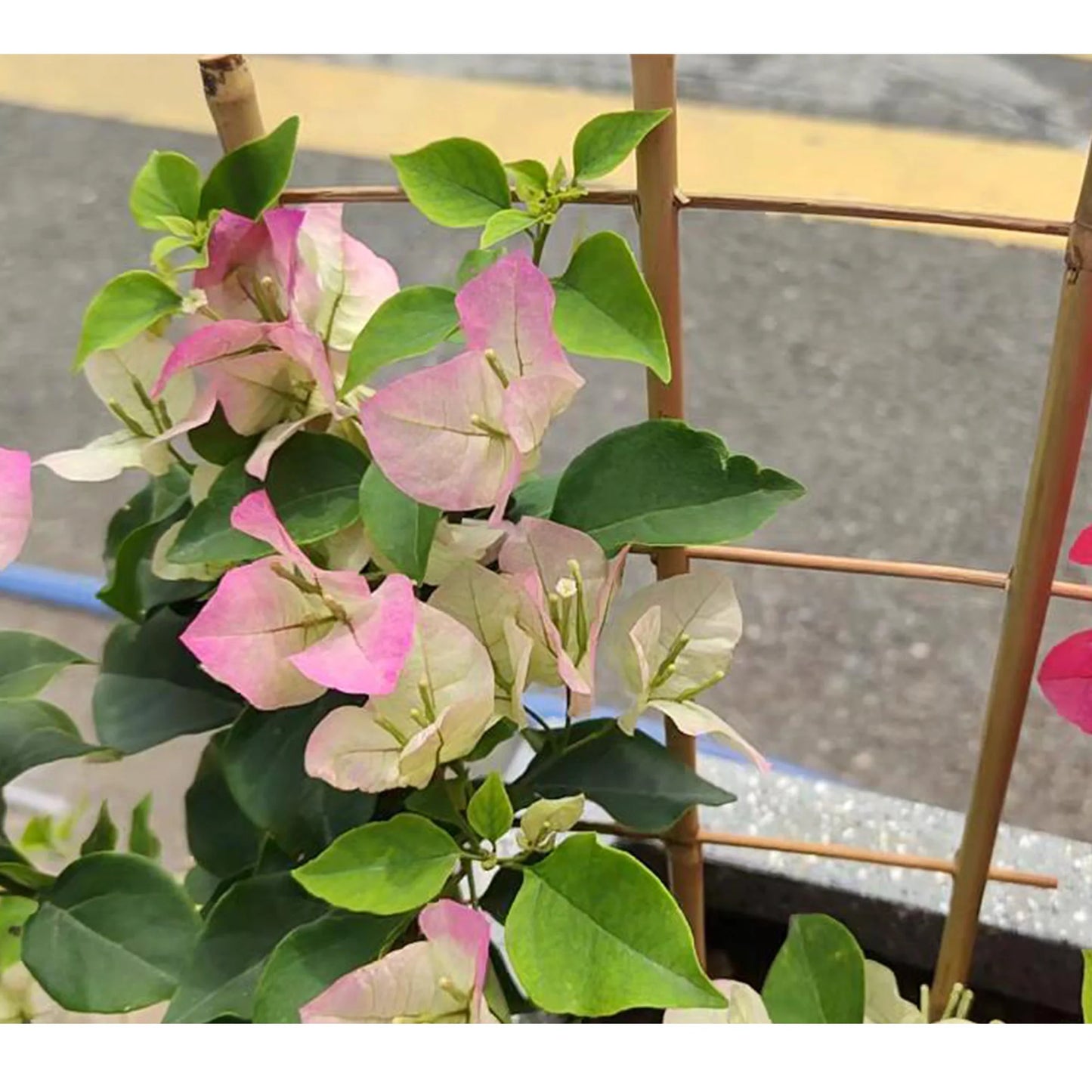 Bamboo Trellis for Climbing Plants Natural Garden Plant Support