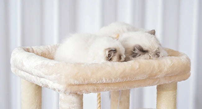 Cat Tree Indoor Multi Level Plush Condo For Indoor Cats